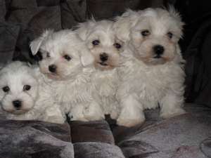 Vand pui Bichon Maltese