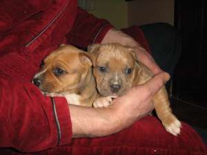 vand pui amstaff