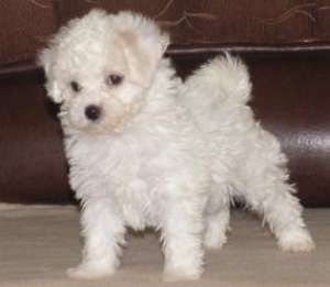-/.Vand catei Bichon Bolognese