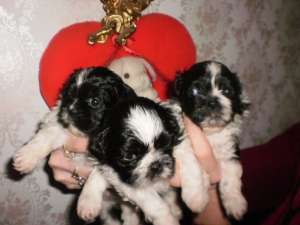 vand shig tzu alb cu negru