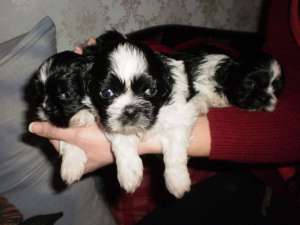 vand shig tzu alb cu negru