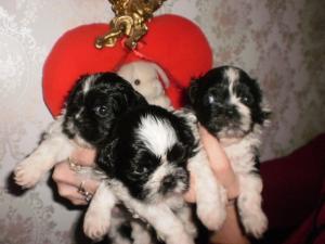 vand shig tzu alb cu negru
