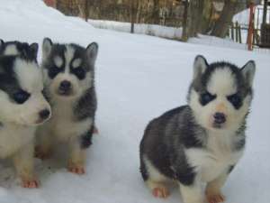Vand husky