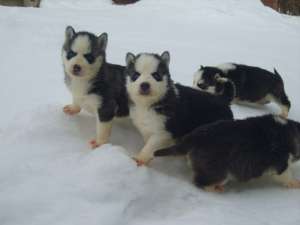 Vand husky