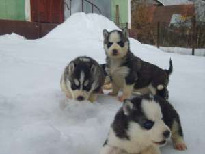Vand husky