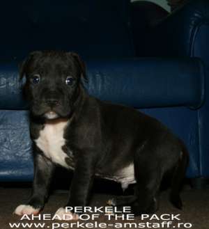 pui amstaff masculi