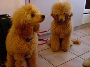 caniche