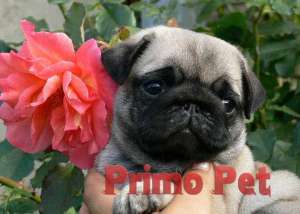 Vanzare Mops - Pug