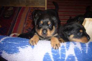 vand rottweiler