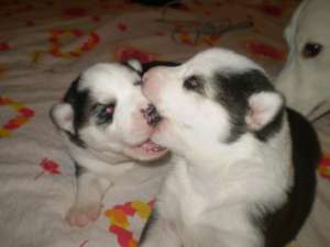 Husky Siberian 4 saptamani