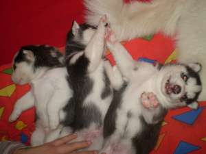 Husky Siberian 4 saptamani