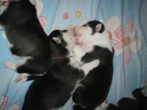 Husky Siberian 4 saptamani