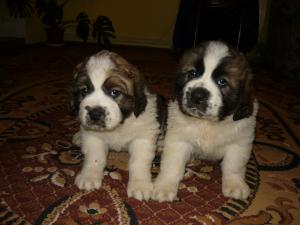 SAINT BERNARD