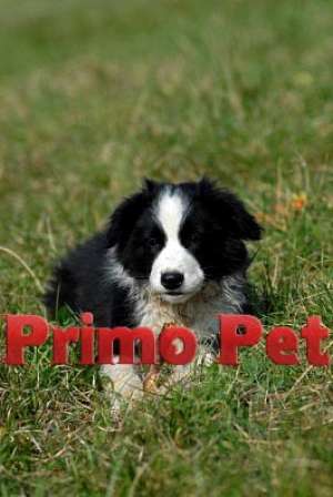 Vanzare Border Collie