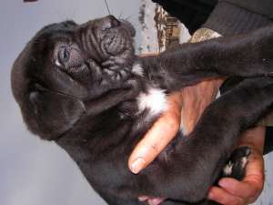vand pui cane corso