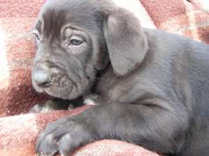 vand pui cane corso
