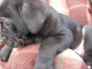 vand pui cane corso