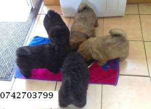 vand chow-chow albi,   roscati si negri