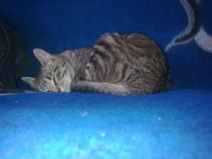 Pisica spre adoptie