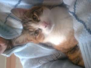 Pisica spre adoptie