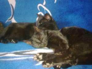 Pisica spre adoptie