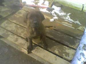 catei presa canario de vanzare