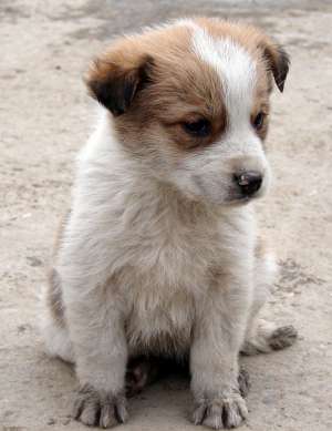 Pui 7 saptamani rasa mixta cu SaintBernard