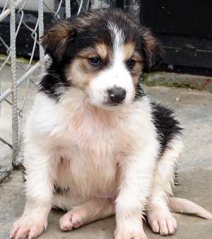 40 de pui la adapostul primariei spre adoptie