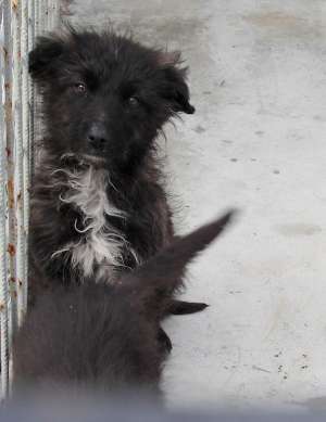 40 de pui la adapostul primariei spre adoptie