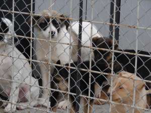 40 de pui la adapostul primariei spre adoptie