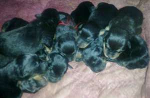 Vand catei rottweiler