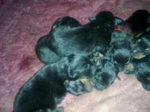 Vand catei rottweiler