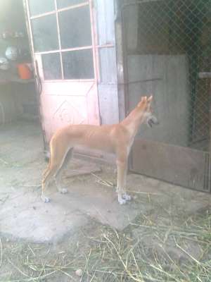 ogar