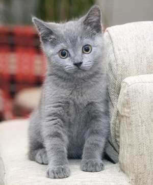 Adopt sau cumpar pisica