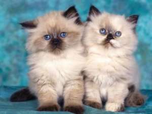 Adopt sau cumpar pisica