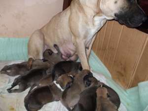 vand pui amstaff