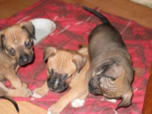 vand pui amstaff