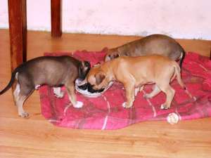 vand pui amstaff
