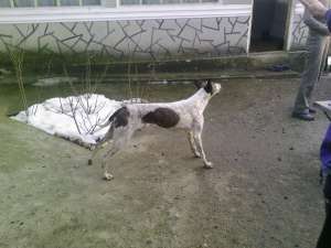 vand caine ogar invatat la camp