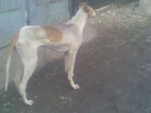 vand catel ogar campion la camp