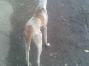 vand catel ogar campion la camp