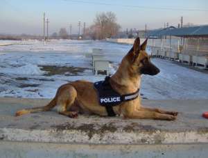 Vand Pui Ciobanesc Belgian MALINOIS  Galati 100% paza si aparare cu pedigree