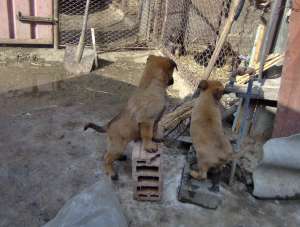 Vand Pui Ciobanesc Belgian MALINOIS  Galati 100% paza si aparare cu pedigree