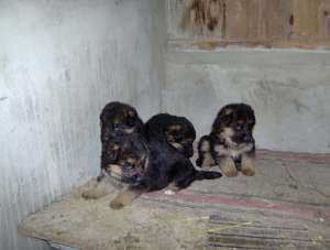 Vand PUI Ciobanesc German CU PEDIGREE