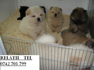 vand chow-chow albi,   roscati si negri