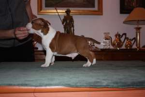 Mascul amstaff de vanzare