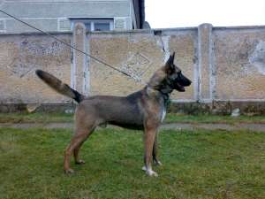 vand pui de malinois