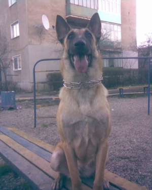 vand pui de malinois