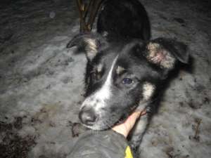 Metis de border collie