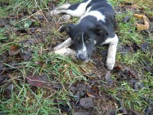 Metis de border collie